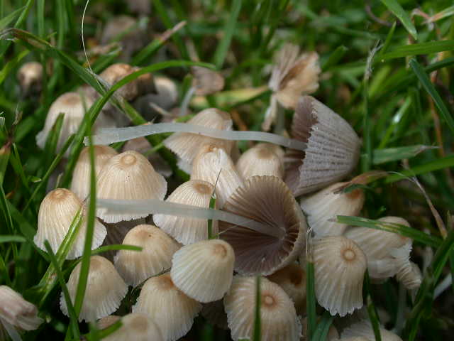 Coprinellus disseminatus